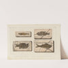 Recherches sur les poissons fossiles Pl.360 by Louis Agassiz