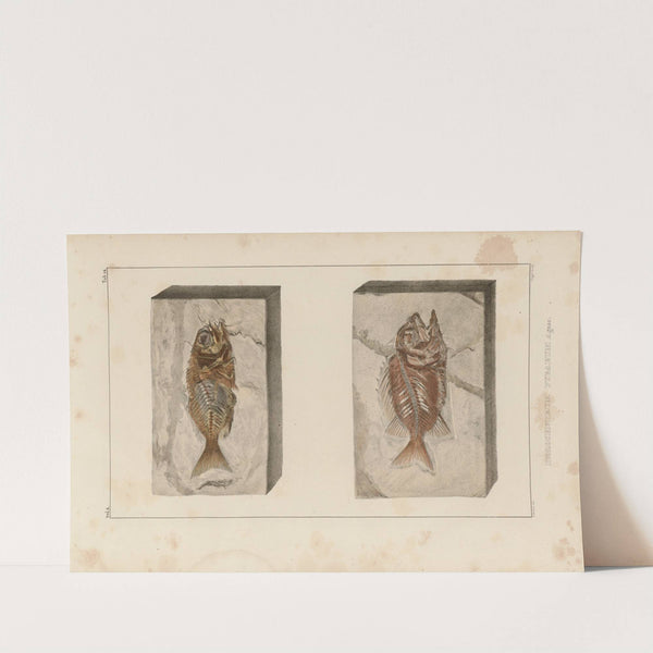 Recherches sur les poissons fossiles Pl.361 by Louis Agassiz