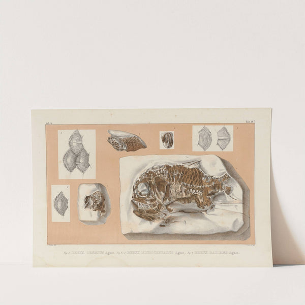 Recherches sur les poissons fossiles Pl.363 by Louis Agassiz