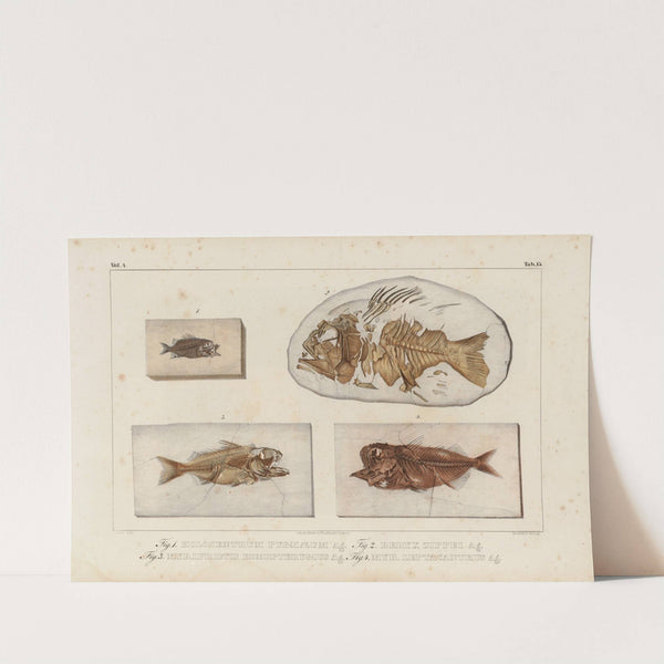 Recherches sur les poissons fossiles Pl.367 by Louis Agassiz