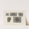 Recherches sur les poissons fossiles Pl.368 by Louis Agassiz