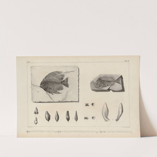 Recherches sur les poissons fossiles Pl.370 by Louis Agassiz