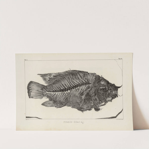 Recherches sur les poissons fossiles Pl.371 by Louis Agassiz