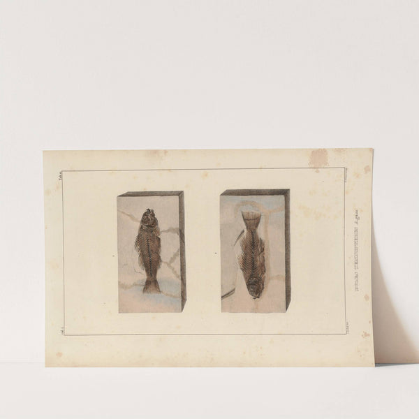 Recherches sur les poissons fossiles Pl.372 by Louis Agassiz