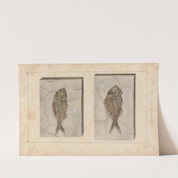 Recherches sur les poissons fossiles Pl.374 by Louis Agassiz