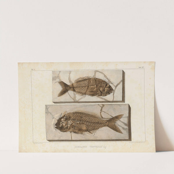 Recherches sur les poissons fossiles Pl.375 by Louis Agassiz