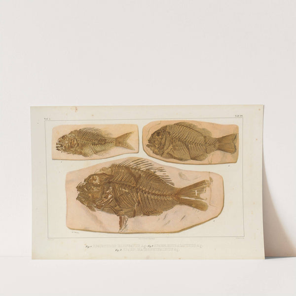 Recherches sur les poissons fossiles Pl.378 by Louis Agassiz