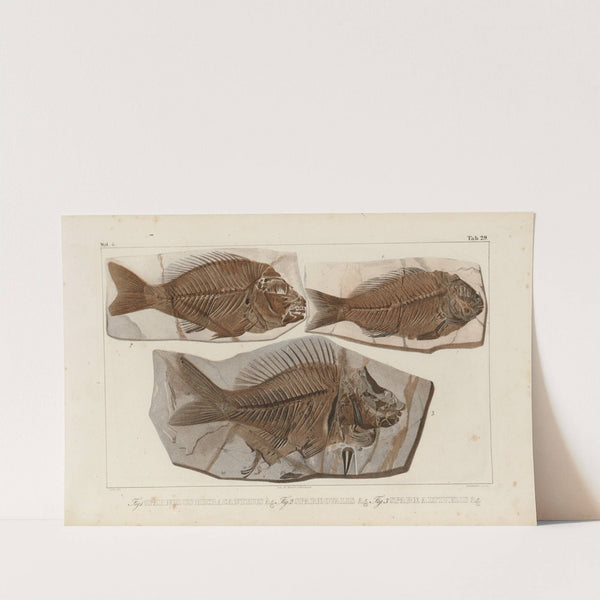 Recherches sur les poissons fossiles Pl.379 by Louis Agassiz