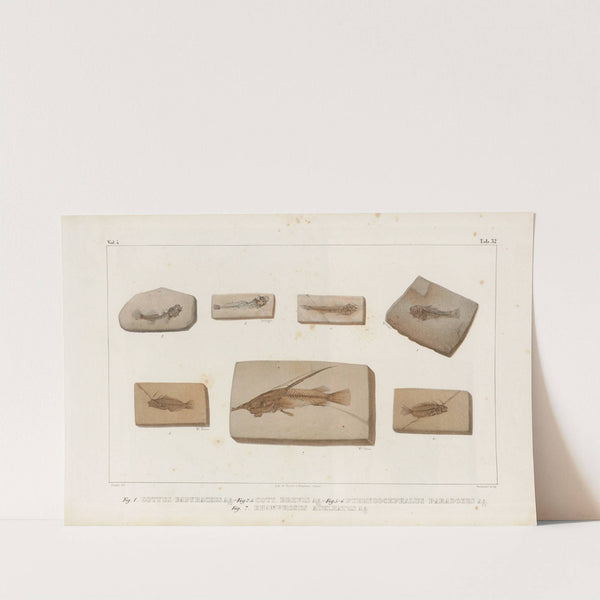 Recherches sur les poissons fossiles Pl.382 by Louis Agassiz