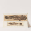 Recherches sur les poissons fossiles Pl.383 (1833-1843) by Louis Agassiz