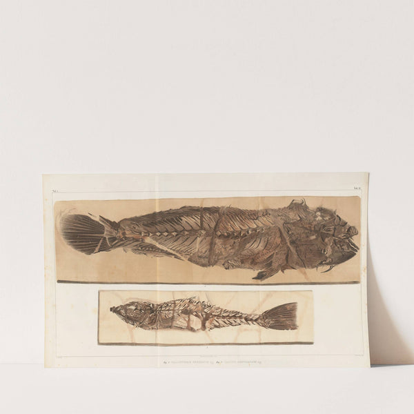 Recherches sur les poissons fossiles Pl.383 (1833-1843) by Louis Agassiz