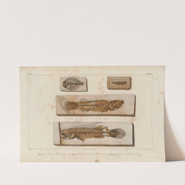 Recherches sur les poissons fossiles Pl.384 by Louis Agassiz