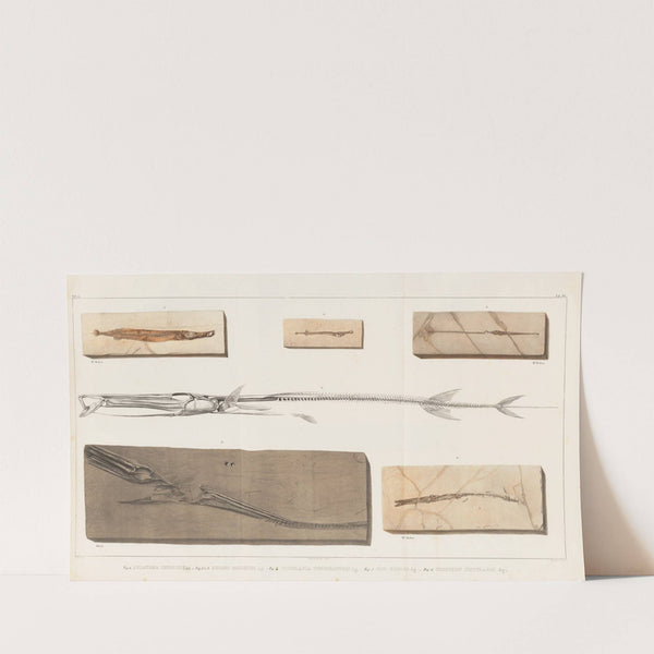 Recherches sur les poissons fossiles Pl.385 (1833-1843) by Louis Agassiz