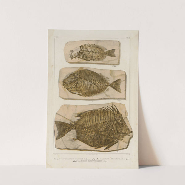 Recherches sur les poissons fossiles Pl.386 by Louis Agassiz