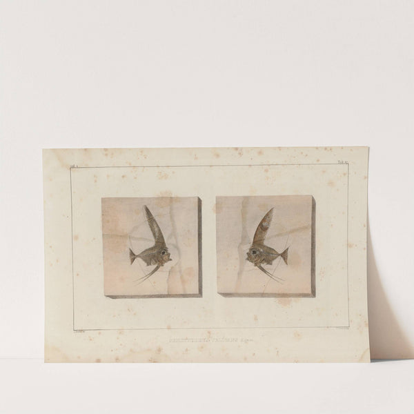 Recherches sur les poissons fossiles Pl.387 by Louis Agassiz