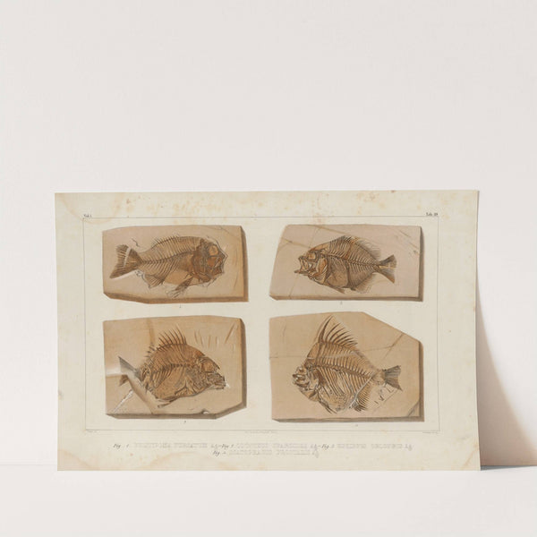 Recherches sur les poissons fossiles Pl.390 by Louis Agassiz