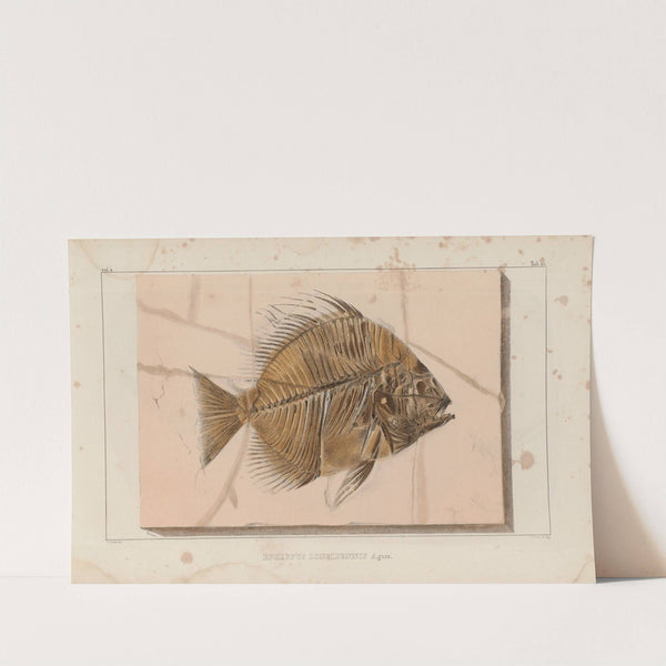 Recherches sur les poissons fossiles Pl.391 by Louis Agassiz