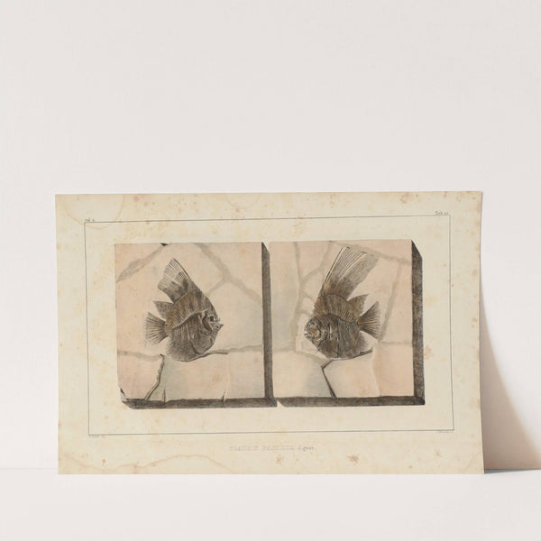 Recherches sur les poissons fossiles Pl.394 by Louis Agassiz