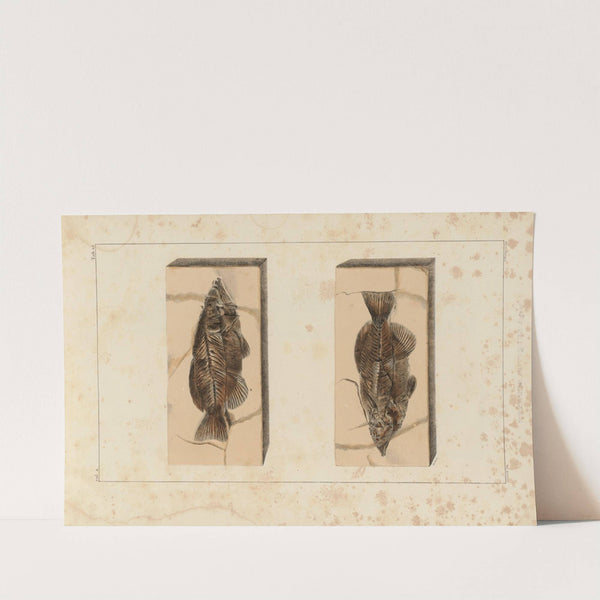 Recherches sur les poissons fossiles Pl.395 by Louis Agassiz