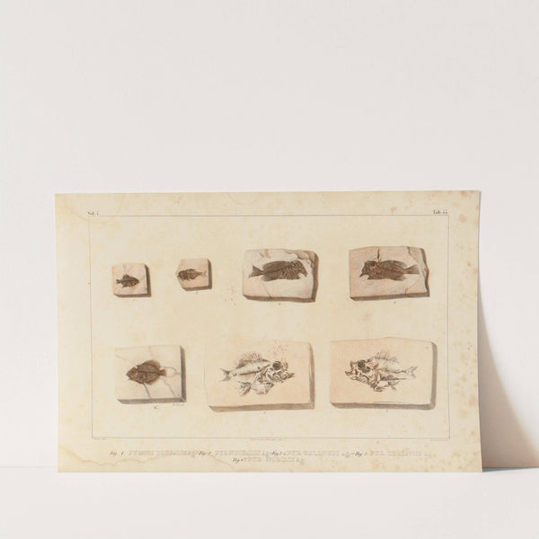 Recherches sur les poissons fossiles Pl.396 by Louis Agassiz