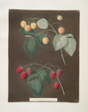 Red and the White Antwerp Raspberries. (1812)