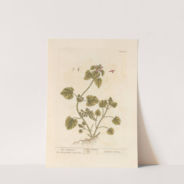 Red archangel by Elizabeth Blackwell