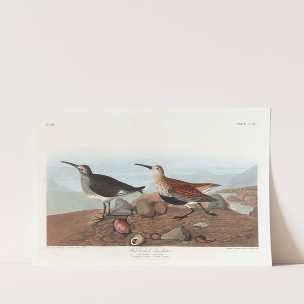 Red-backed sandpiper by John James Audubon