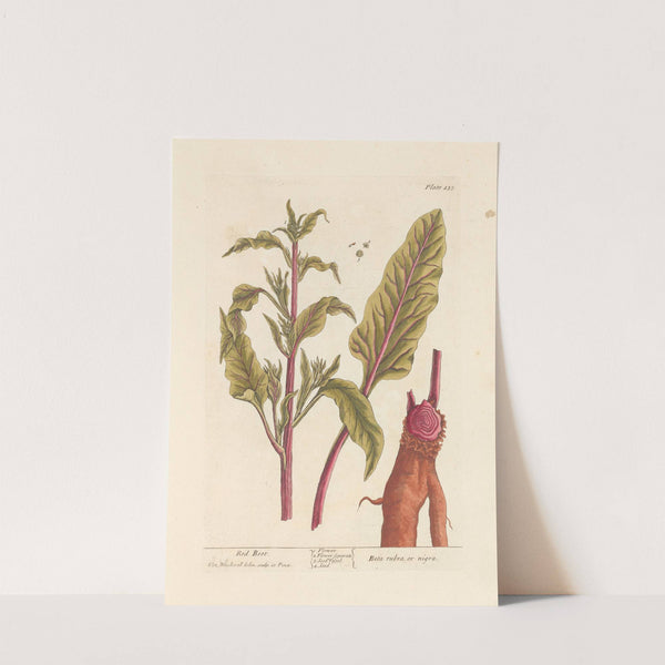 Red beet by Elizabeth Blackwell