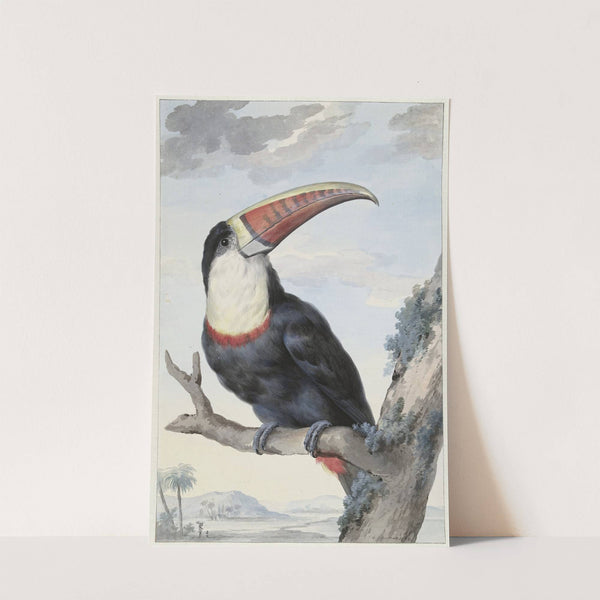 Red-billed Toucan (1748) by Aert Schouman