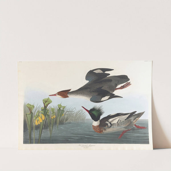 Red-breasted merganser by John James Audubon