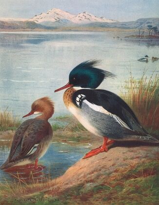 Red-Breasted Merganser (1913)