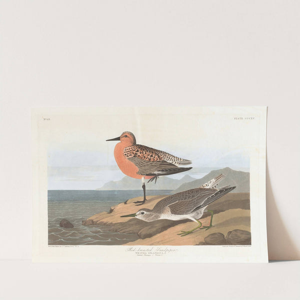Red-breasted sandpiper by John James Audubon
