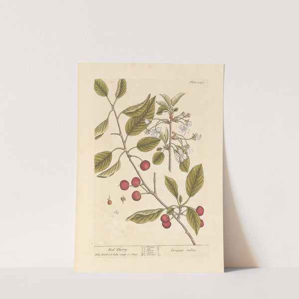 Red cherry by Elizabeth Blackwell