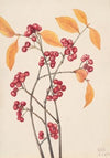 Red Chokeberry (Aronia arbutifolia) (1920)