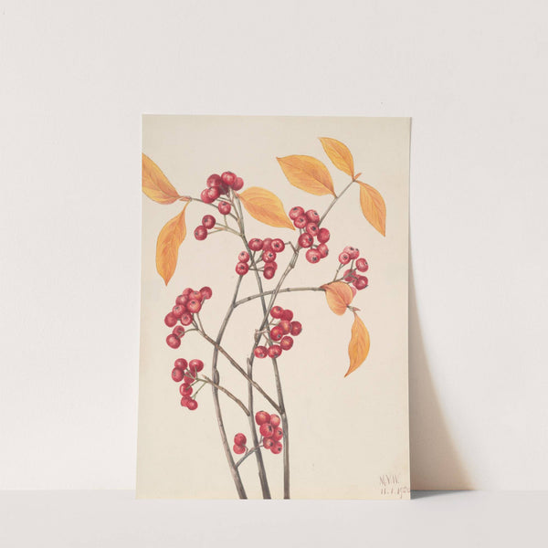 Red Chokeberry (Aronia arbutifolia) (1920) by Mary Vaux Walcott