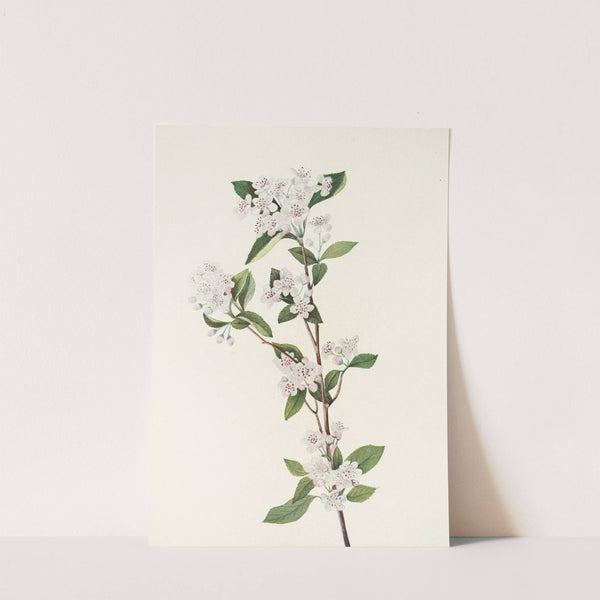 Red Chokeberry (flower). (Aronia arbutifolia) (1925) by Mary Vaux Walcott