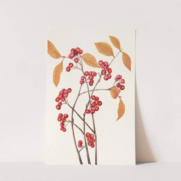 Red Chokeberry (fruit). (Aronia arbutifolia) (1925) by Mary Vaux Walcott