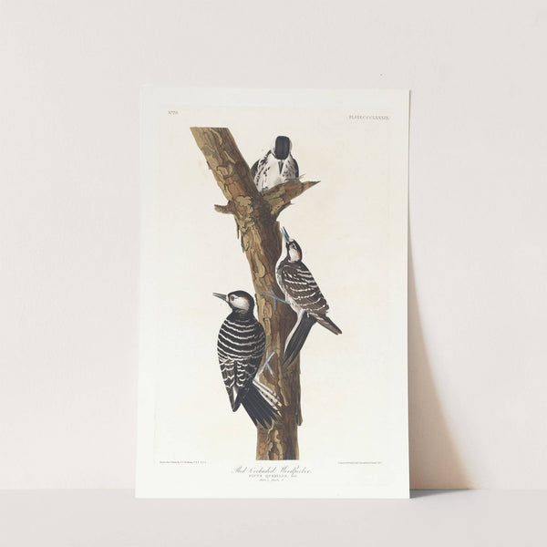 Red-cockaded woodpecker by John James Audubon