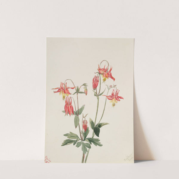 Red Columbine (Aquilegia formosa) (1897) by Mary Vaux Walcott