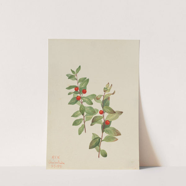 Red Comandra (Comandra livida) (1919) by Mary Vaux Walcott