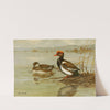 Red-Crested Pochard (1922-1926) by Allan Brooks
