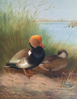 Red-Crested Pochard