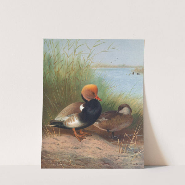 Red-Crested Pochard (1913) by Otto Murray Dixon