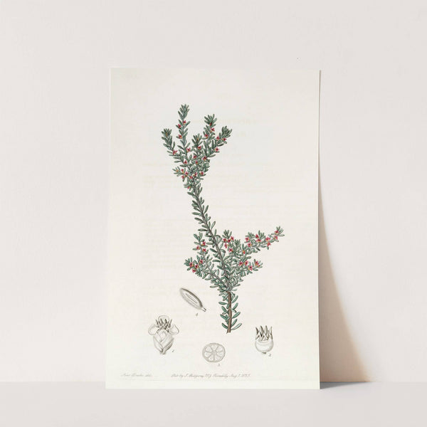 Red Crowberry by Sydenham Edwards