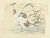Red-crowned crane (1892)