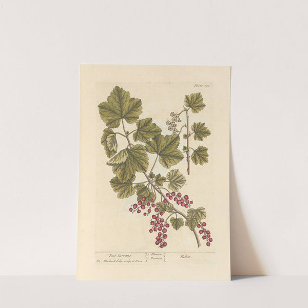 Red currans by Elizabeth Blackwell