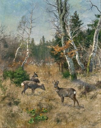 Red Deer in a Forest Glade