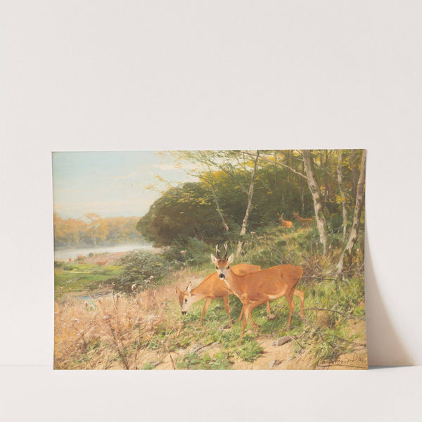 Red deer on a forest clearing by Christian Kröner