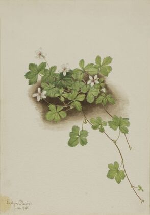 Red Dewberry (Rubus pedatus) (1918)