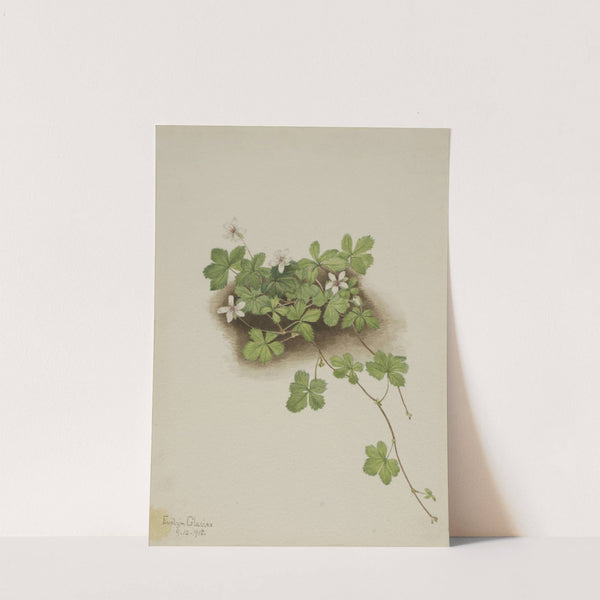 Red Dewberry (Rubus pedatus) (1918) by Mary Vaux Walcott